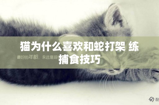 貓為什么喜歡和蛇打架 練捕食技巧