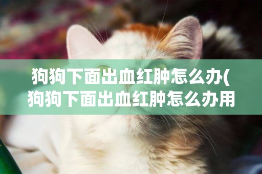 狗狗下面出血紅腫怎么辦(狗狗下面出血紅腫怎么辦用什么藥)