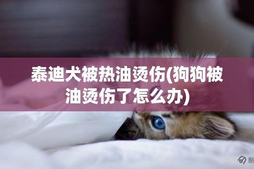 泰迪犬被熱油燙傷(狗狗被油燙傷了怎么辦)