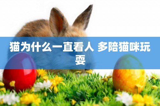 貓為什么一直看人 多陪貓咪玩耍
