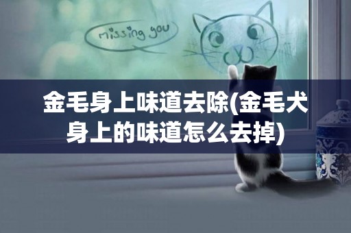 金毛身上味道去除(金毛犬身上的味道怎么去掉)