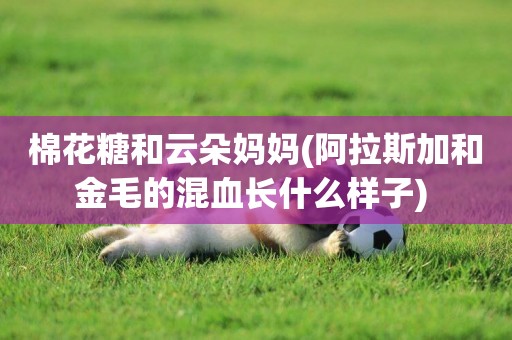 棉花糖和云朵媽媽(阿拉斯加和金毛的混血長什么樣子) 