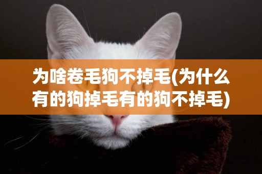為啥卷毛狗不掉毛(為什么有的狗掉毛有的狗不掉毛)