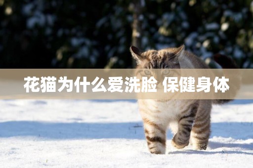 花貓為什么愛洗臉 保健身體
