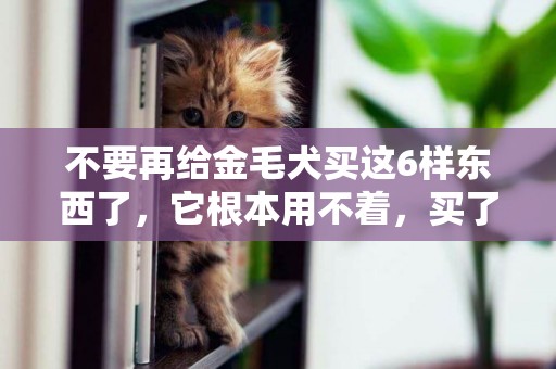 不要再給金毛犬買這6樣東西了，它根本用不著，買了也白買 