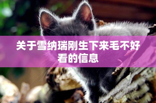 關于雪納瑞剛生下來毛不好看的信息