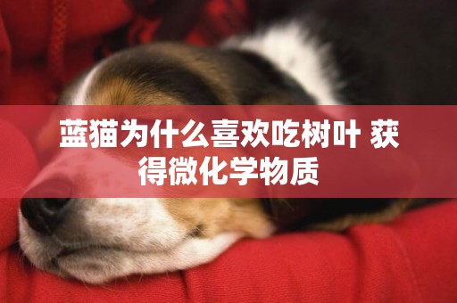 藍貓為什么喜歡吃樹葉 獲得微化學物質