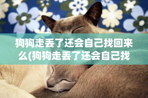 狗狗走丟了還會自己找回來么(狗狗走丟了還會自己找回來么英文)