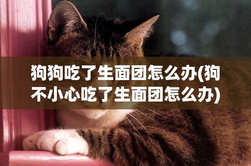 狗狗吃了生面團怎么辦(狗不小心吃了生面團怎么辦)