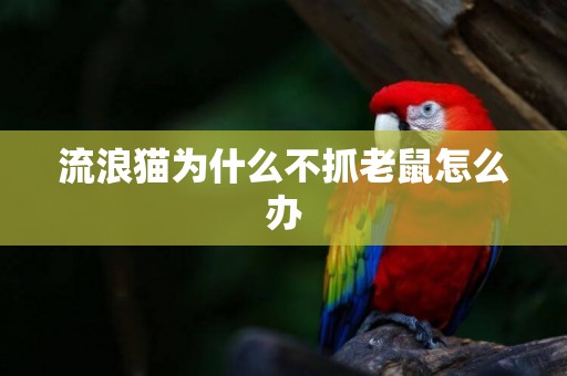 流浪貓為什么不抓老鼠怎么辦