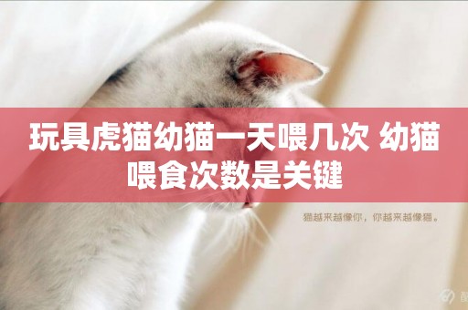玩具虎貓幼貓一天喂幾次 幼貓喂食次數是關鍵