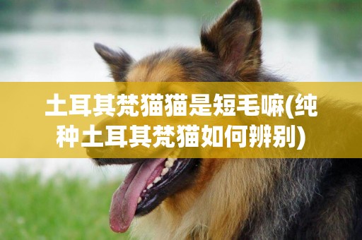 土耳其梵貓貓是短毛嘛(純種土耳其梵貓如何辨別)