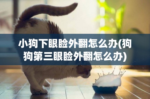 小狗下眼瞼外翻怎么辦(狗狗第三眼瞼外翻怎么辦)