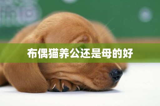 布偶貓養公還是母的好