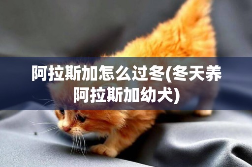 阿拉斯加怎么過冬(冬天養阿拉斯加幼犬)
