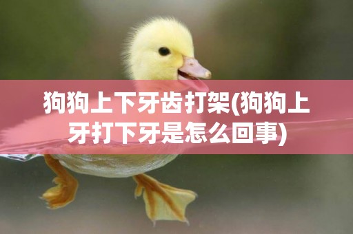 狗狗上下牙齒打架(狗狗上牙打下牙是怎么回事)