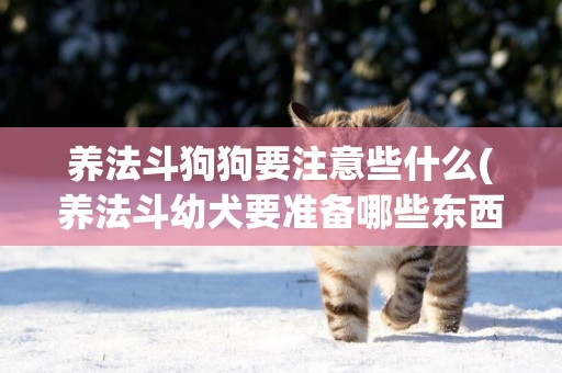 養法斗狗狗要注意些什么(養法斗幼犬要準備哪些東西)