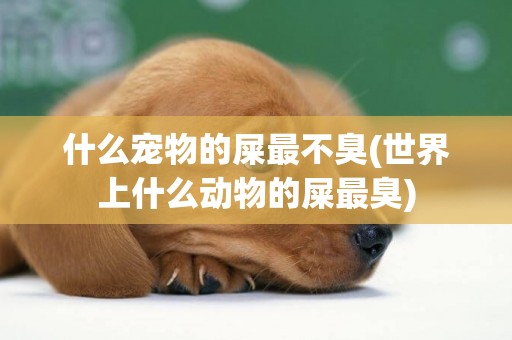 什么寵物的屎最不臭(世界上什么動物的屎最臭)