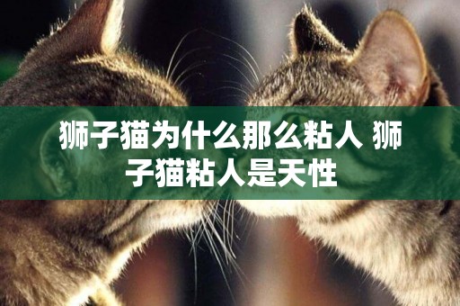 獅子貓為什么那么粘人 獅子貓粘人是天性