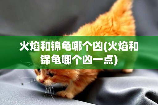 火焰和錦龜哪個兇(火焰和錦龜哪個兇一點)