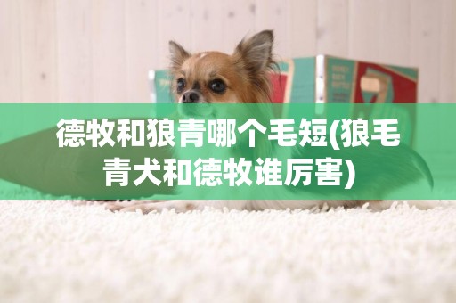 德牧和狼青哪個毛短(狼毛青犬和德牧誰厲害)