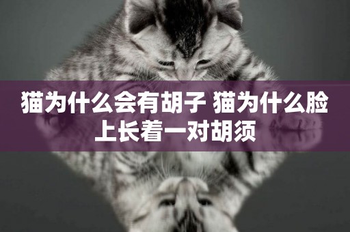 貓為什么會有胡子 貓為什么臉上長著一對胡須