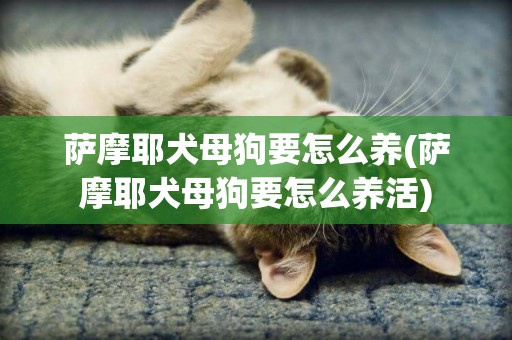 薩摩耶犬母狗要怎么養(薩摩耶犬母狗要怎么養活)