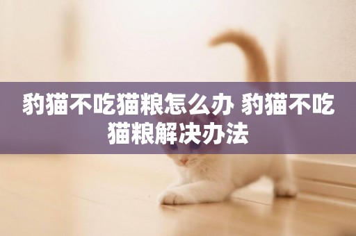 豹貓不吃貓糧怎么辦 豹貓不吃貓糧解決辦法