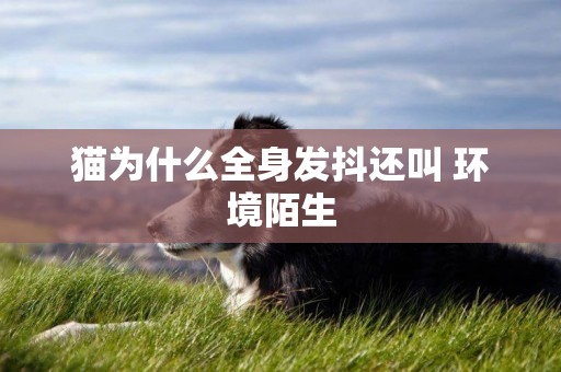 貓為什么全身發抖還叫 環境陌生