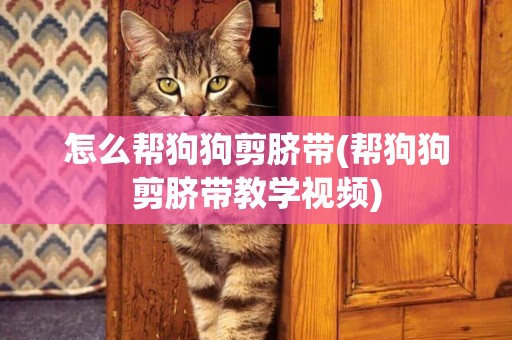 怎么幫狗狗剪臍帶(幫狗狗剪臍帶教學視頻)