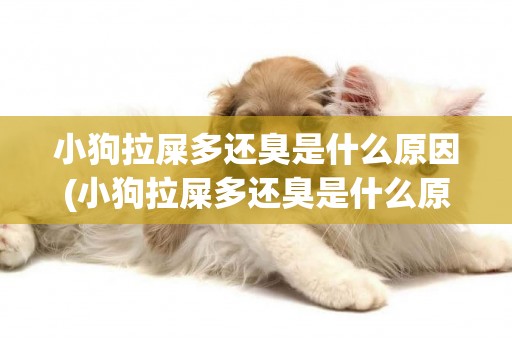 小狗拉屎多還臭是什么原因(小狗拉屎多還臭是什么原因造成的)