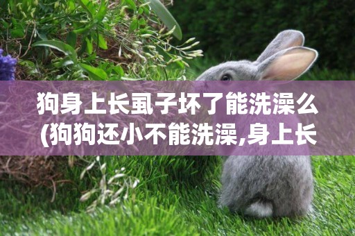 狗身上長虱子壞了能洗澡么(狗狗還小不能洗澡,身上長虱子了怎么辦)