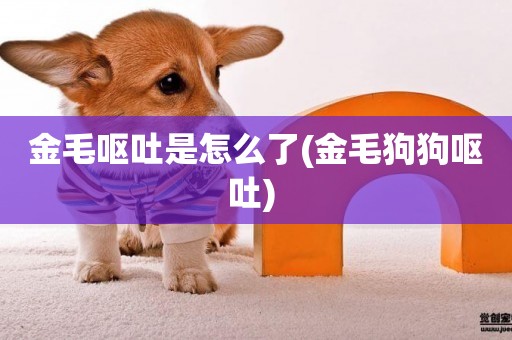金毛嘔吐是怎么了(金毛狗狗嘔吐) 