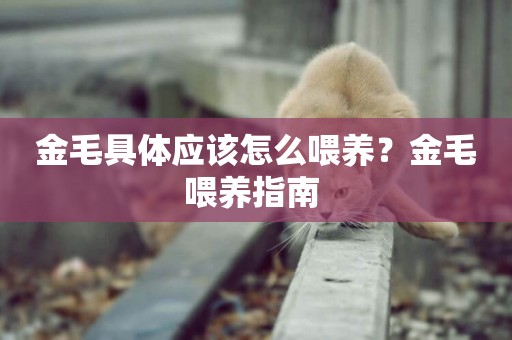 金毛具體應該怎么喂養？金毛喂養指南 