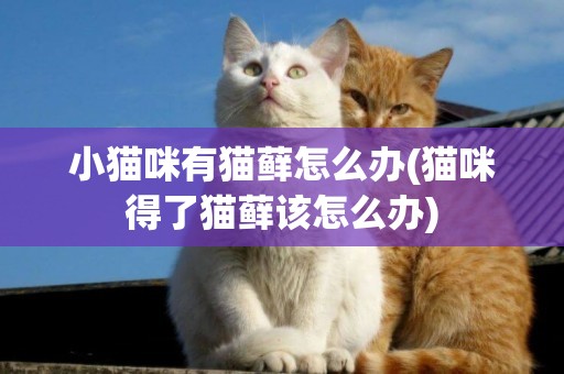 小貓咪有貓蘚怎么辦(貓咪得了貓蘚該怎么辦)