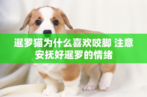 暹羅貓為什么喜歡咬腳 注意安撫好暹羅的情緒