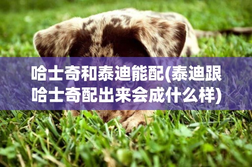哈士奇和泰迪能配(泰迪跟哈士奇配出來會成什么樣)