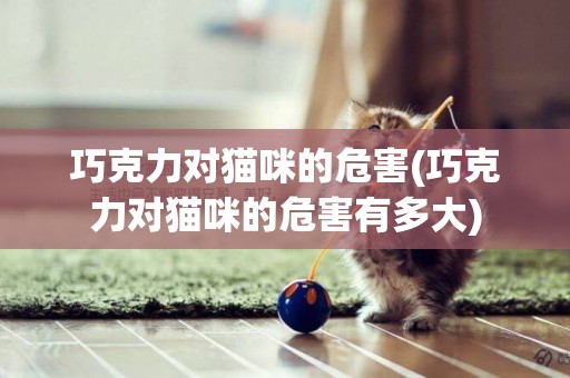 巧克力對貓咪的危害(巧克力對貓咪的危害有多大)