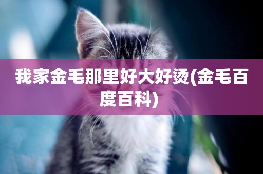 我家金毛那里好大好燙(金毛百度百科) 