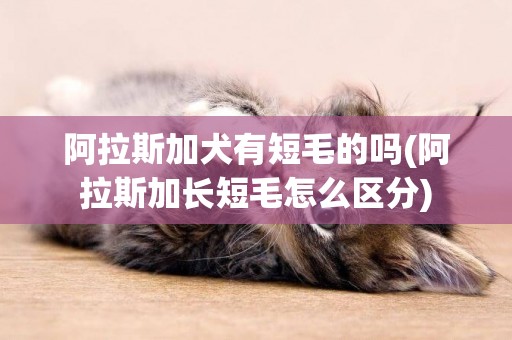 阿拉斯加犬有短毛的嗎(阿拉斯加長短毛怎么區分)