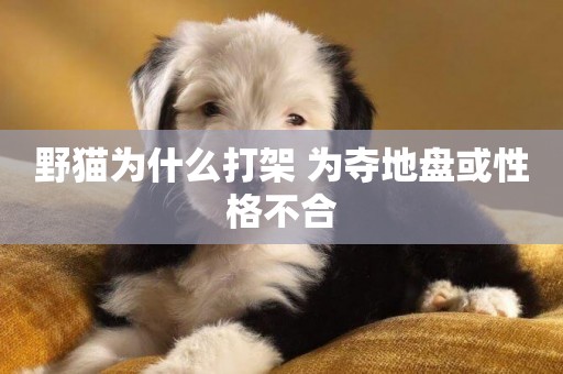 野貓為什么打架 為奪地盤或性格不合