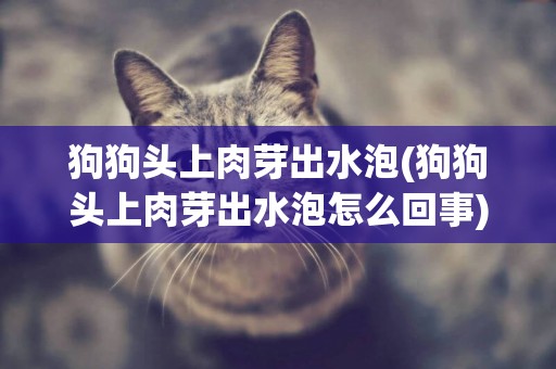 狗狗頭上肉芽出水泡(狗狗頭上肉芽出水泡怎么回事)