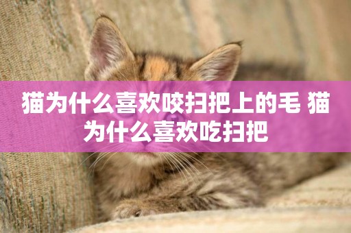 貓為什么喜歡咬掃把上的毛 貓為什么喜歡吃掃把