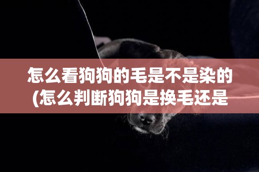 怎么看狗狗的毛是不是染的(怎么判斷狗狗是換毛還是皮膚病)