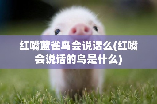 紅嘴藍雀鳥會說話么(紅嘴會說話的鳥是什么)