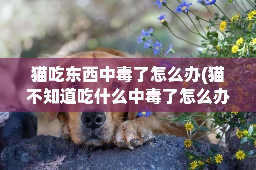貓吃東西中毒了怎么辦(貓不知道吃什么中毒了怎么辦)