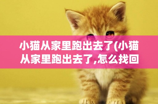 小貓從家里跑出去了(小貓從家里跑出去了,怎么找回?)