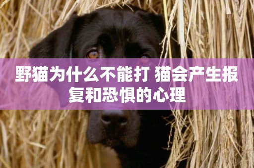 野貓為什么不能打 貓會產生報復和恐懼的心理