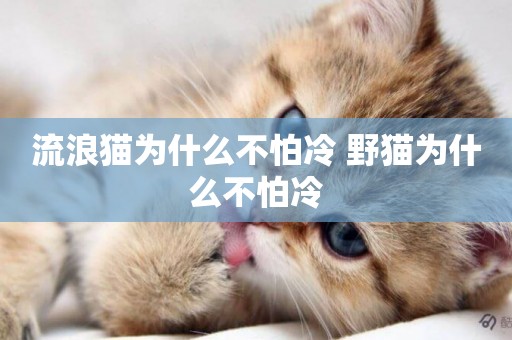流浪貓為什么不怕冷 野貓為什么不怕冷