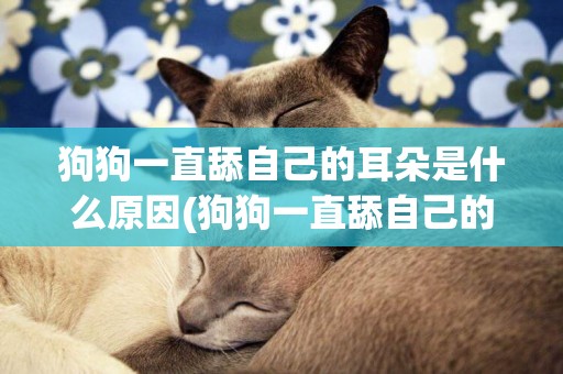 狗狗一直舔自己的耳朵是什么原因(狗狗一直舔自己的耳朵是什么原因引起的)